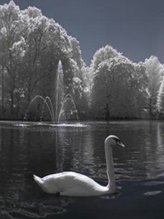 [在线/原创/小说]天鹅The Swan（1、2）[海圻][长篇]